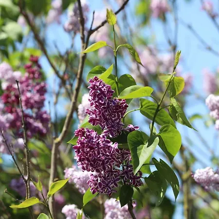 De Ouwe Meulen 別荘 Bleskensgraaf