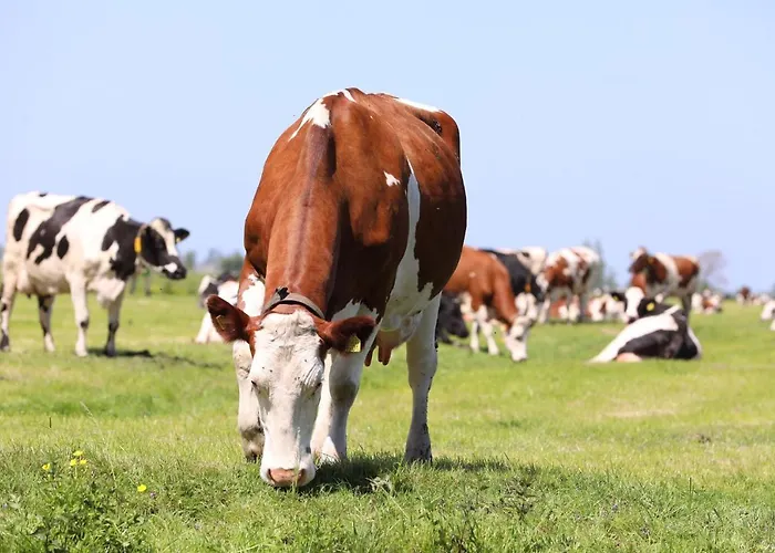 Ferienhaus De Ouwe Meulen Bleskensgraaf